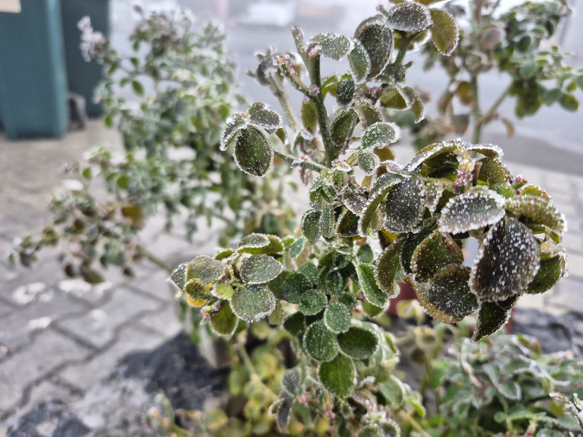 [Resim: 9oNXhUm.jpeg]