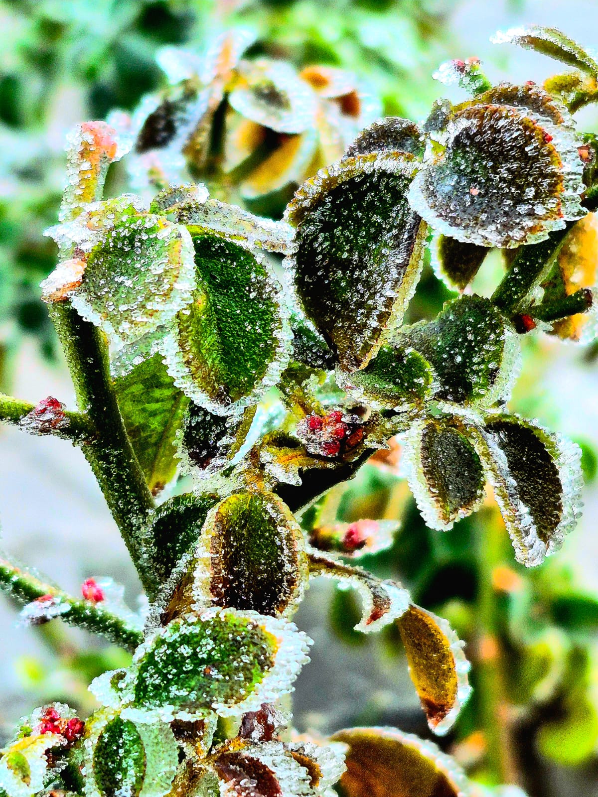 [Resim: FaRtb9UQc4f3.jpeg]