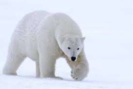 Kutup Ay�lar� Hakk�nda Bilinmeyen 10 Ger�ek