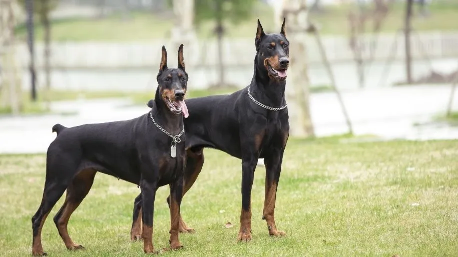 Bakıda dəyərli doberman cinsli it oğurlandı, şübhəli şəxs saxlanıldı