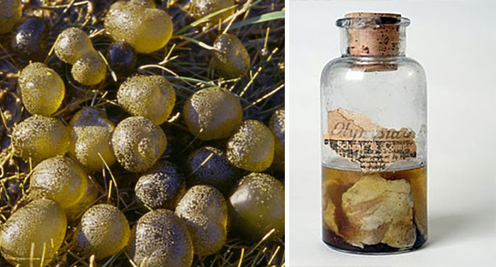 Kentucky�deki �et ya�muru�