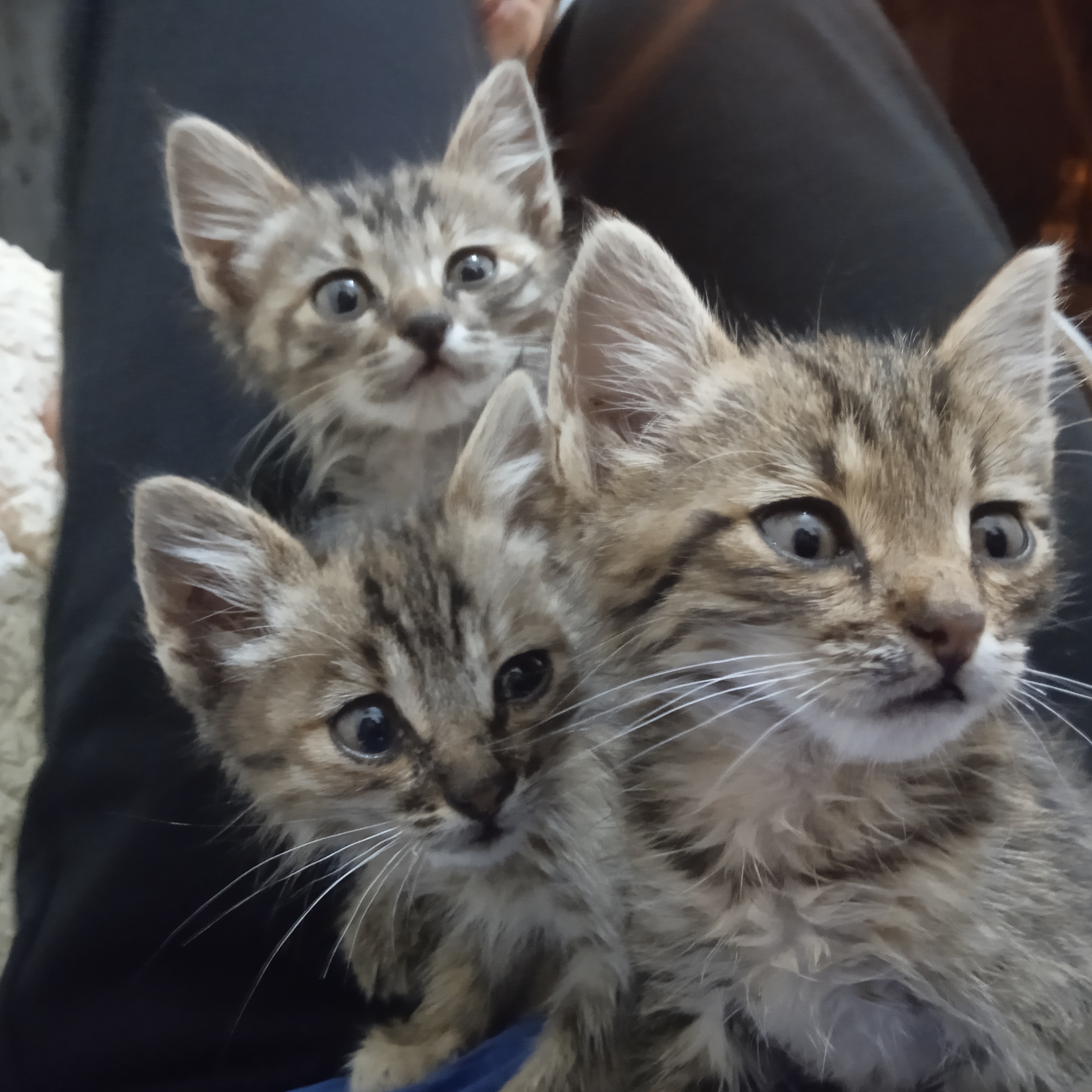 Yüzümü güldürebilen tek güzellikler🐱❤️